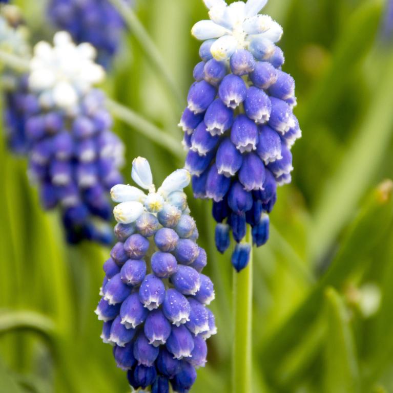 Muscari Touch Of Snow