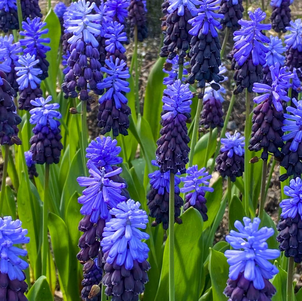 Muscari Latifolium