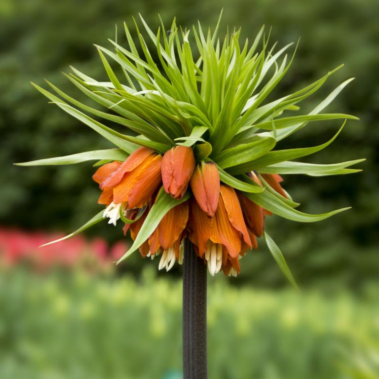 Fritillaria imperiales Rubra