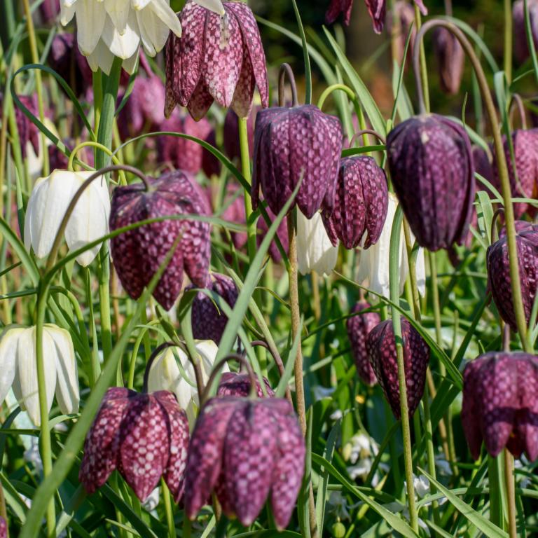 Fritillaria meleagris Mix