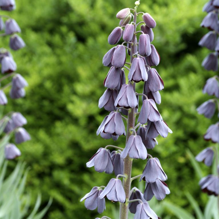 Fritillaria persica