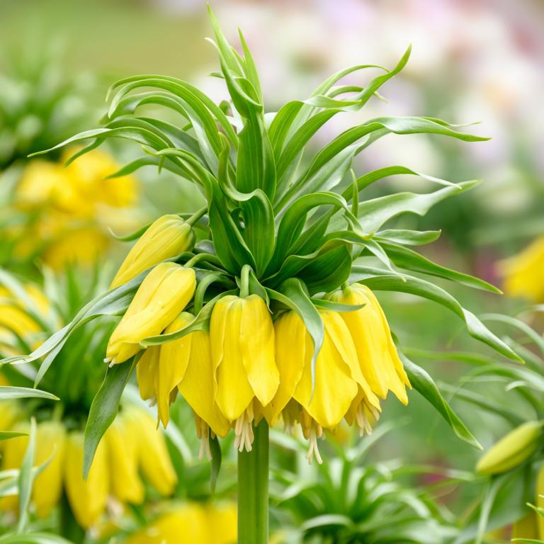 Fritillaria imperiales Lutea