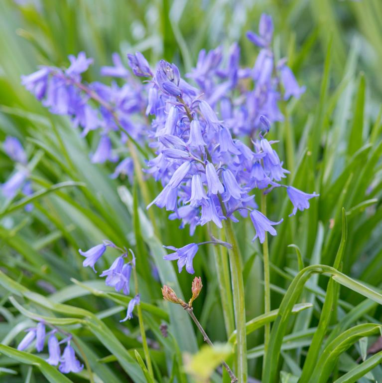 Scilla campanulata Blue