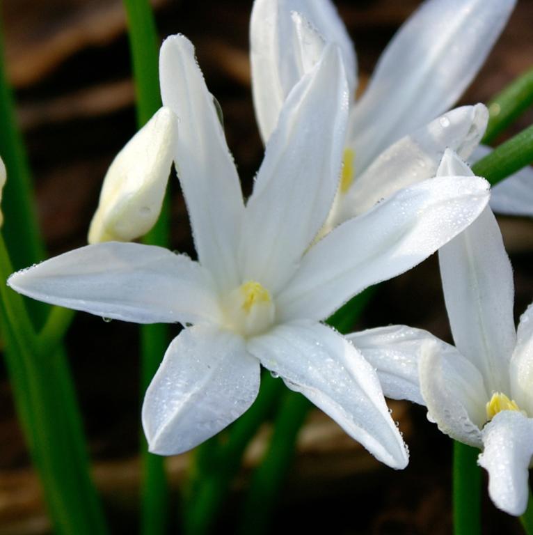 Chionodoxa luciliae Alba