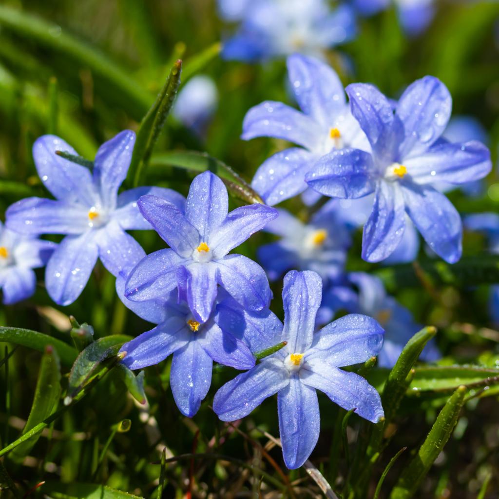 Chionodoxa luciliae Blue