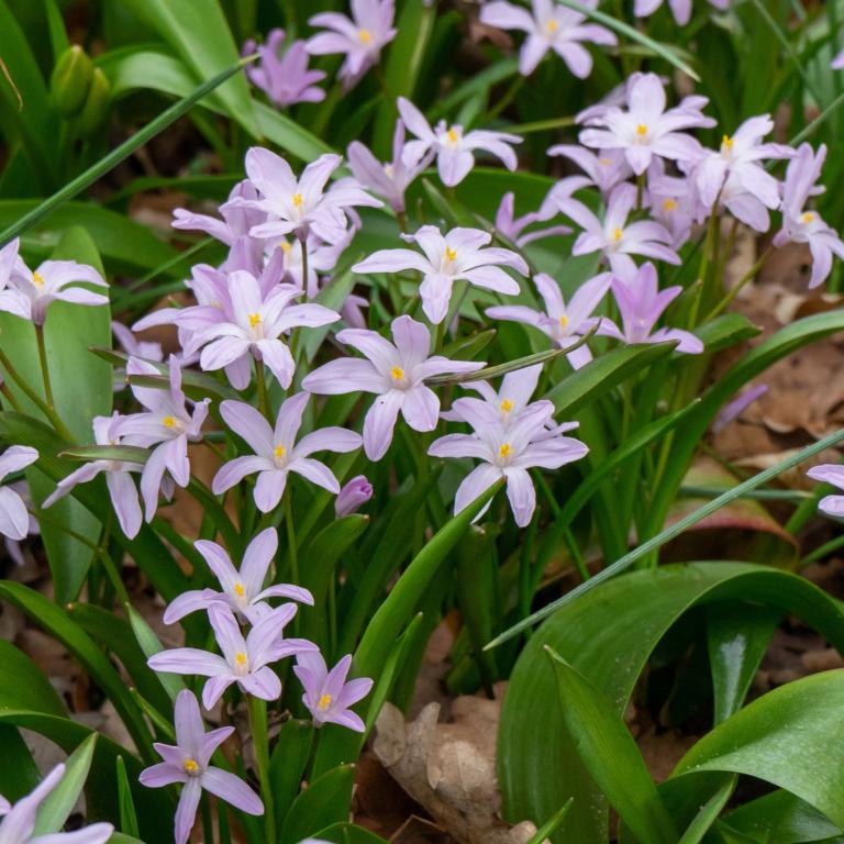 Chionodoxa Rosea