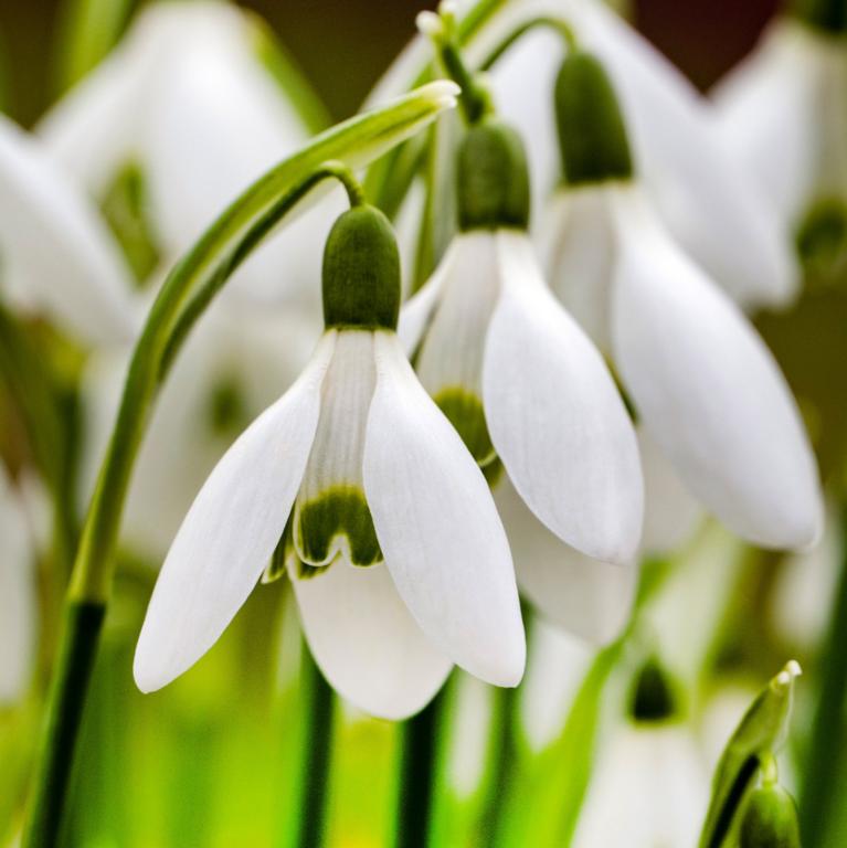 Galanthus woronowii ikariae