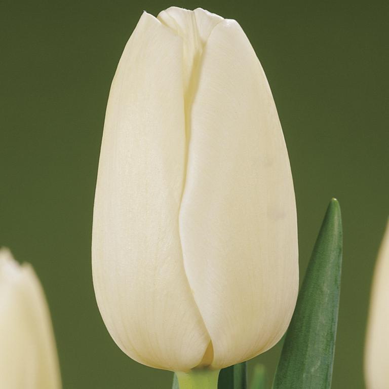 Tulipa Catherina