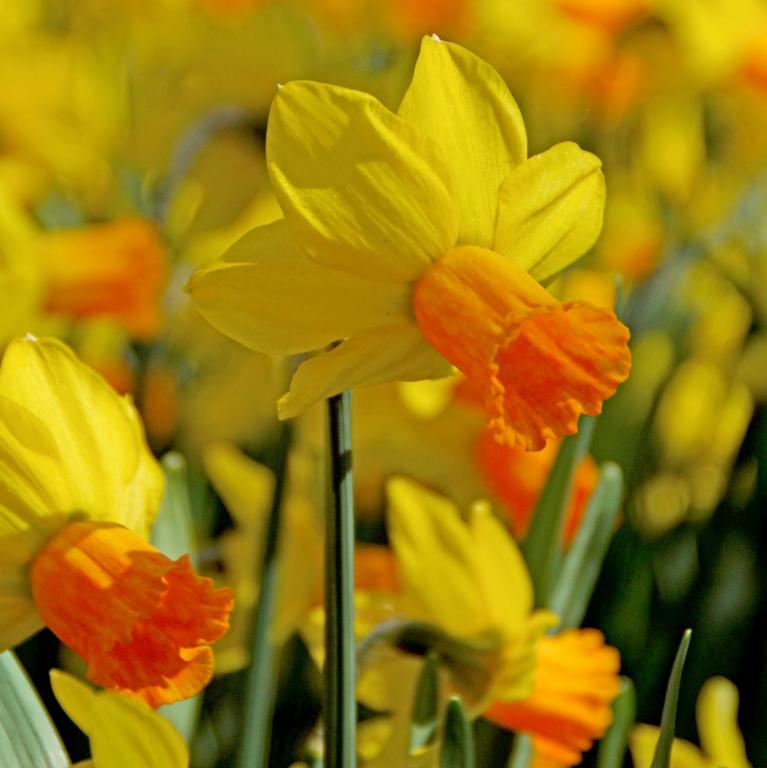Narcissus Jetfire