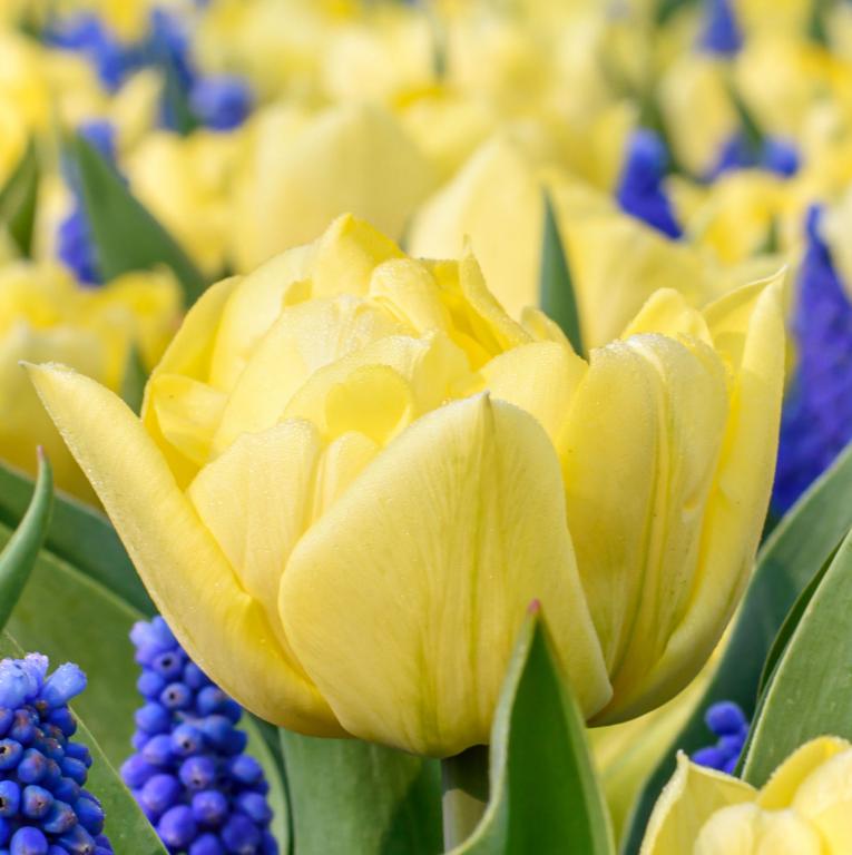 Tulipa Avant Garde