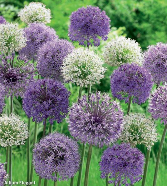 Allium Elegant