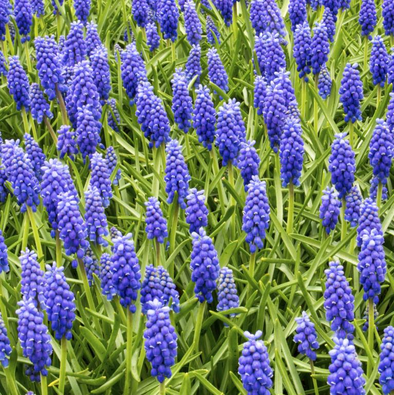 Muscari armeniacum Blue