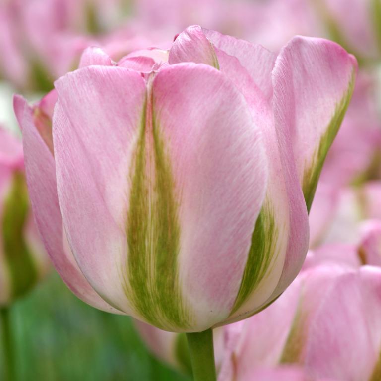 Tulipa Groenland