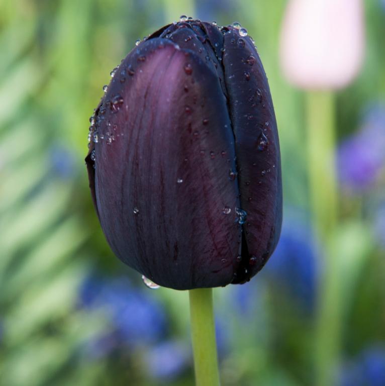 Tulipa Queen of Night