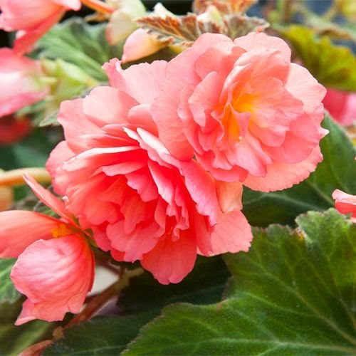 Begonia Frag. Odorosa