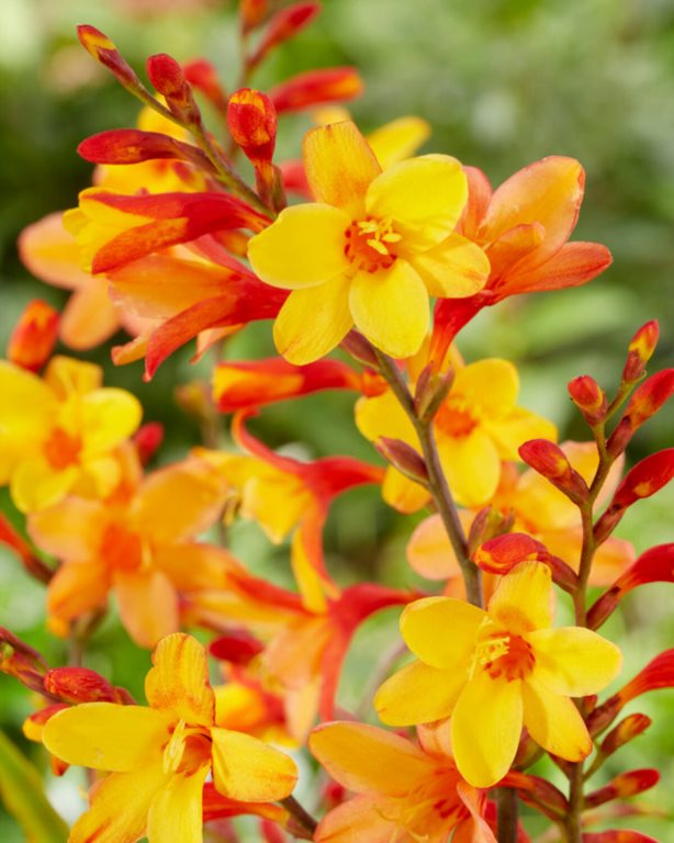 Crocosmia Harlequin