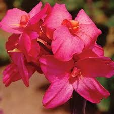 Canna Pink Futurity