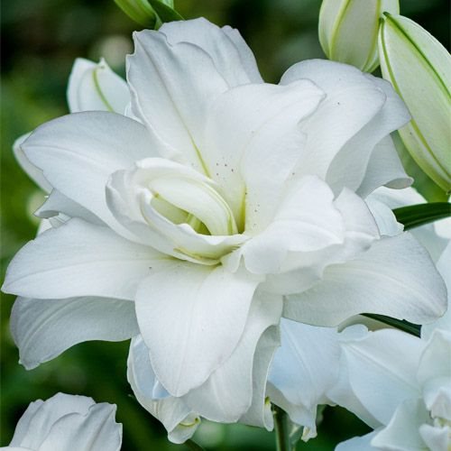 Lilium Lotus Pure