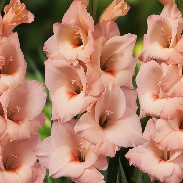 Gladiolus Rigoletto