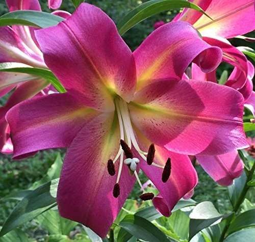 Lilium Empoli
