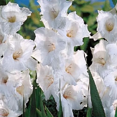 Gladiolus White Prosperity