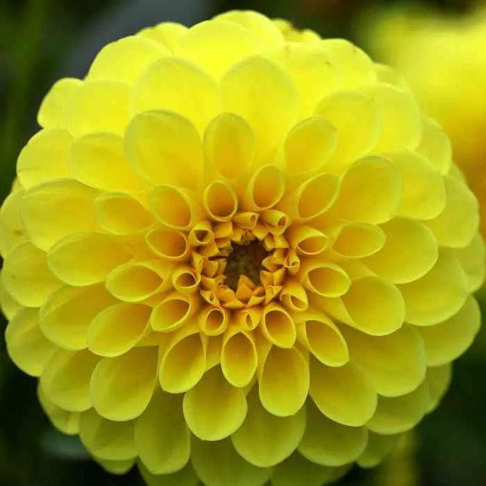 Dahlia Deepest Yellow