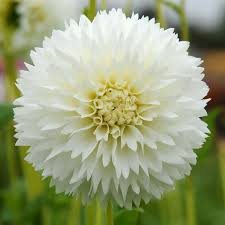 Dahlia Myama