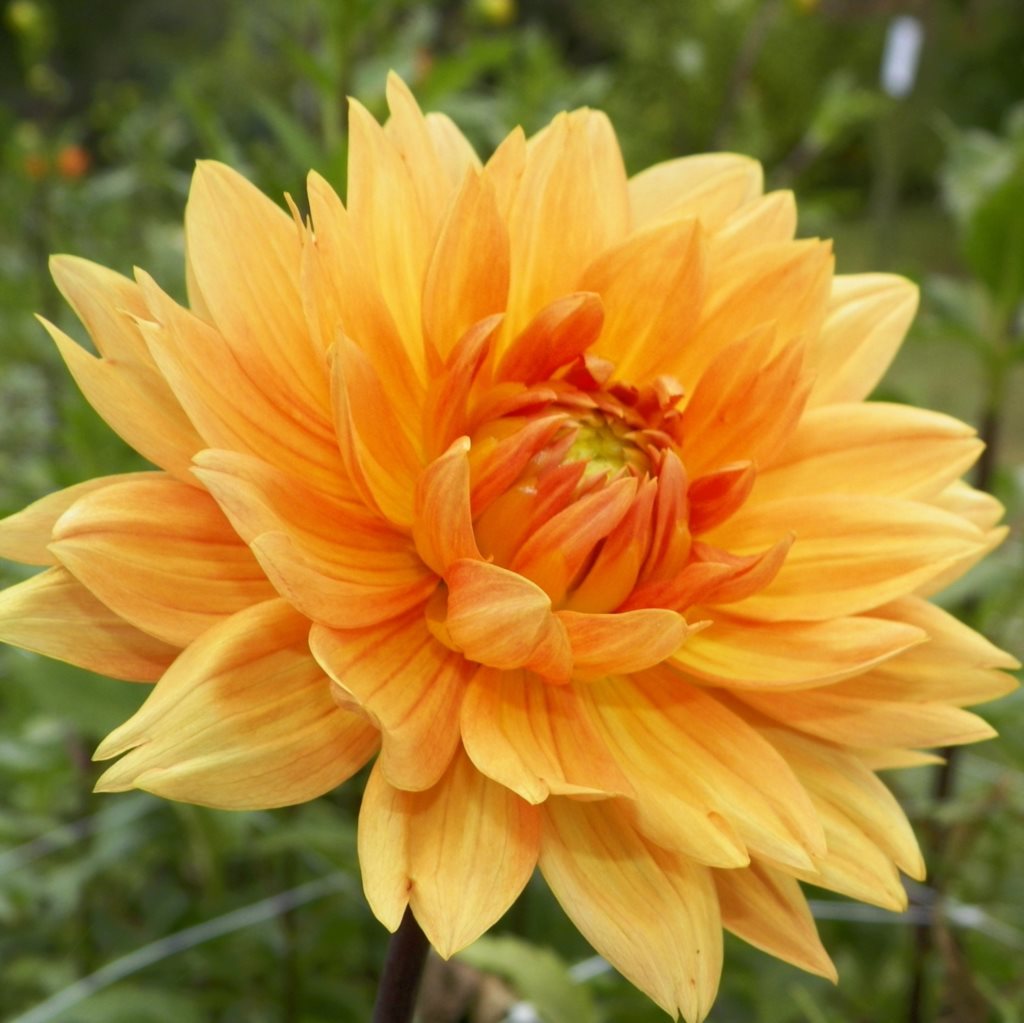 Dahlia Noordwijks Glorie