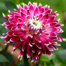 Dahlia Vancouver