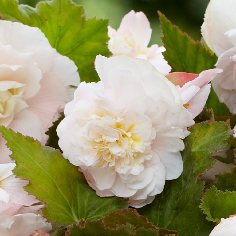 Begonia Odorosa White
