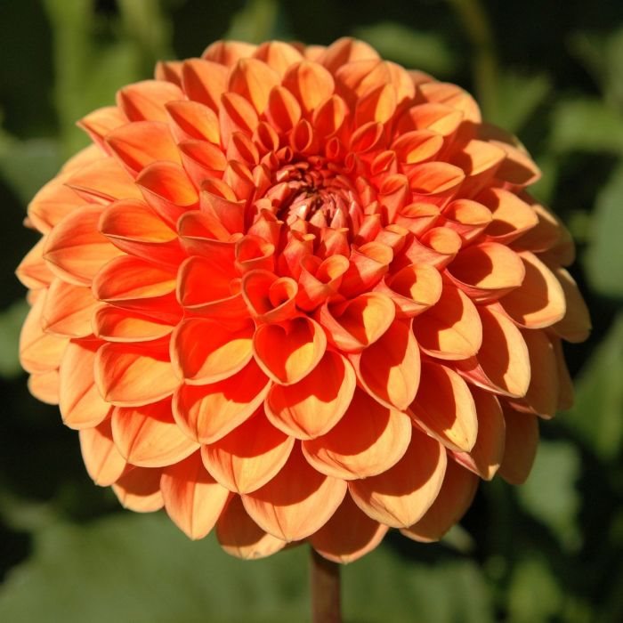 Dahlia Maarn