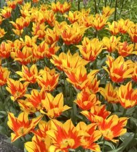 Tulipa Angels Flame