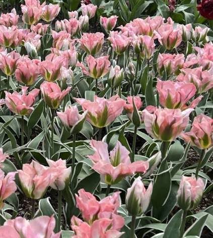 TULIPA CHINA TOWN