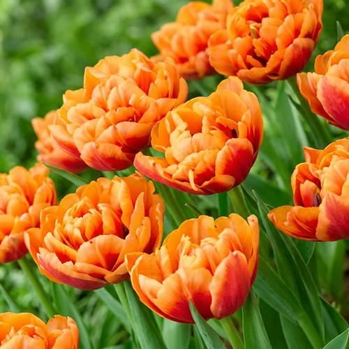 TULIPA CONGO