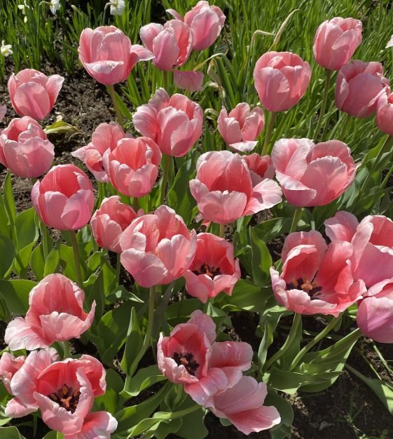 TULIPA ETCHED SALMON