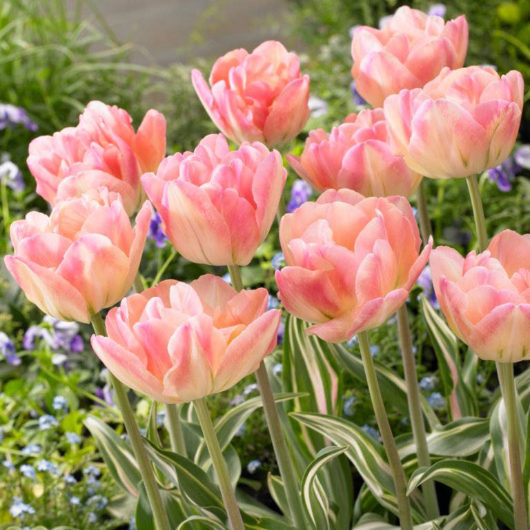 TULIPA HAPPY UPSTAR