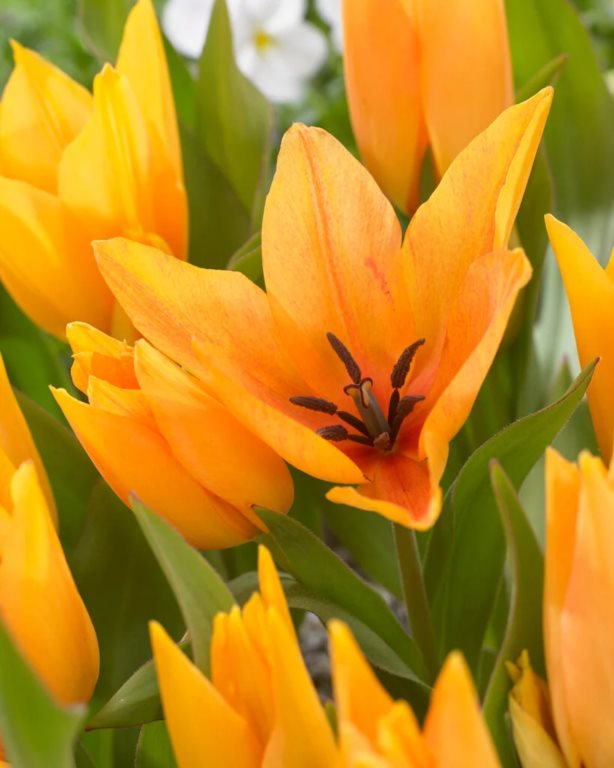 TULIPA MOONDANCE