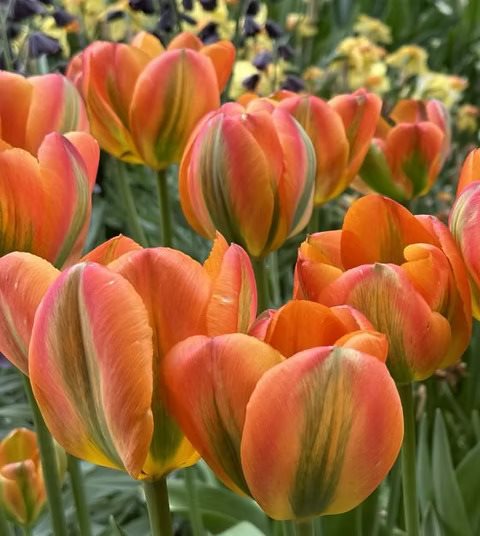 TULIPA ORANGE MARMELADE