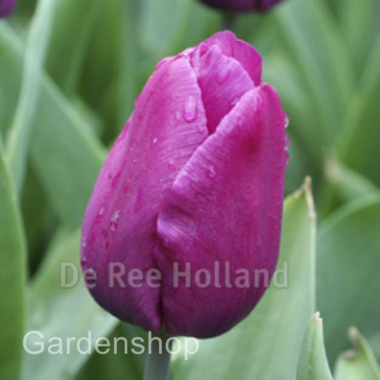 Tulipa Purple Prince