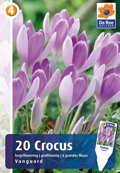 Crocus Vernus Vanguard