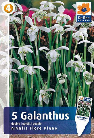 Galanthus Double Flore Pleno