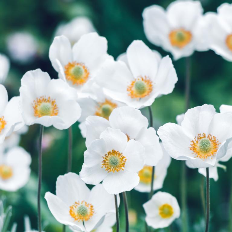 Anemone 'The Bride'