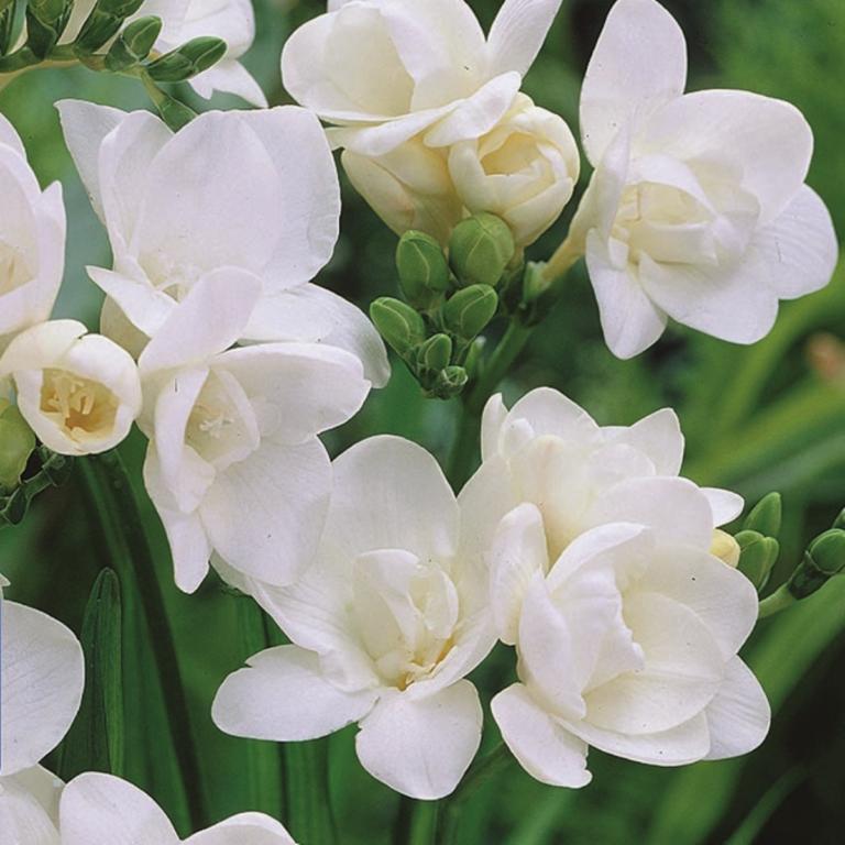 Freesia double white