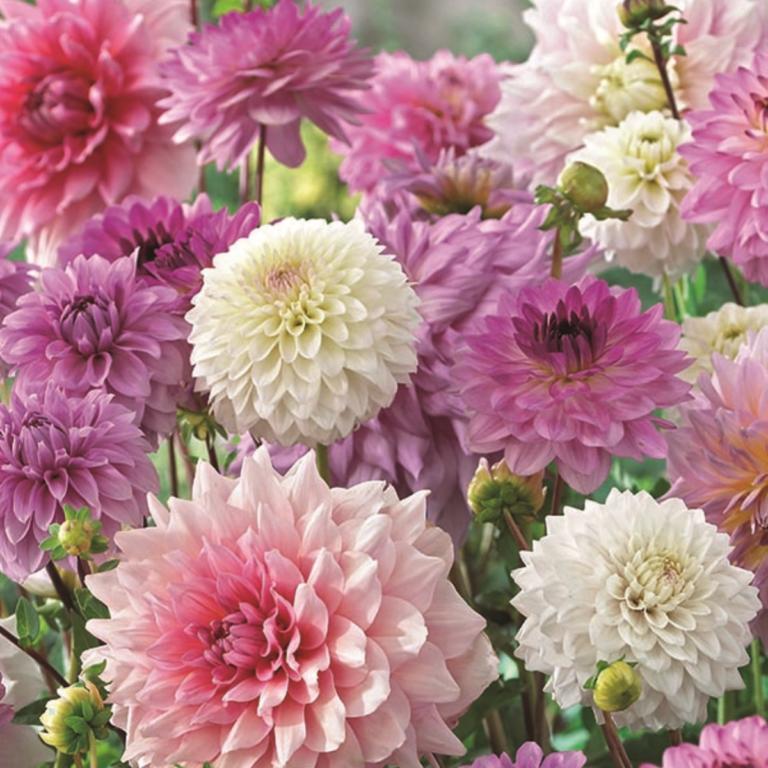 Dahlia 'Pink Blend'