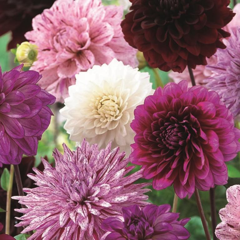 Dahlia 'Purple Blend'