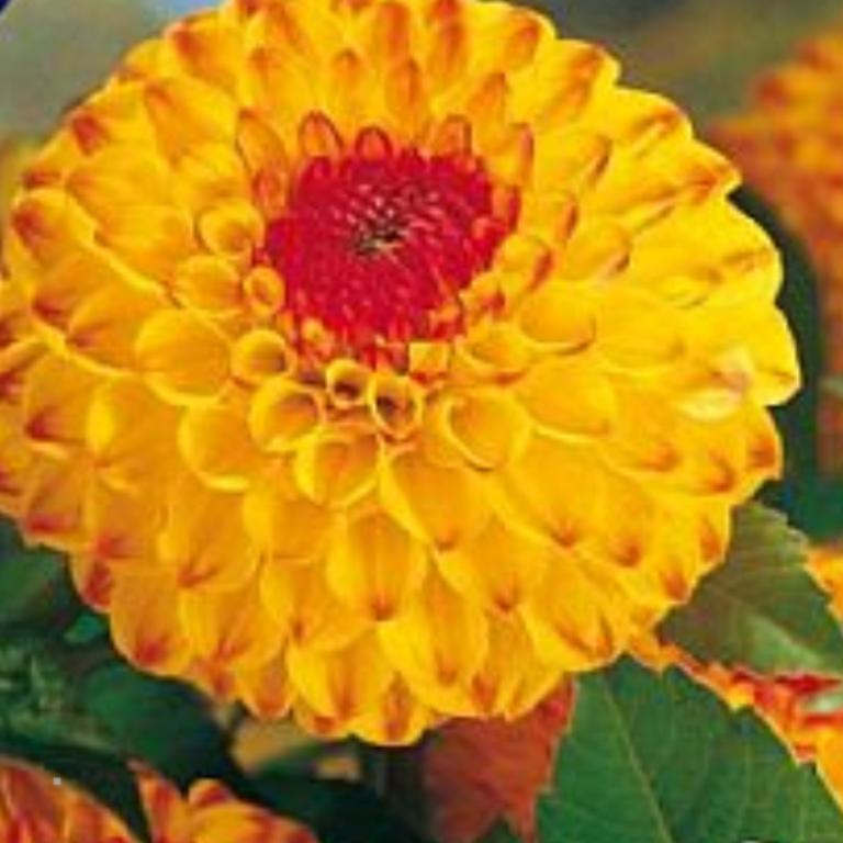 Dahlia Sunny Boy