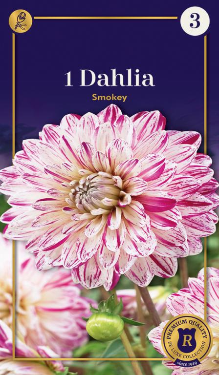 Dahlia Smokey