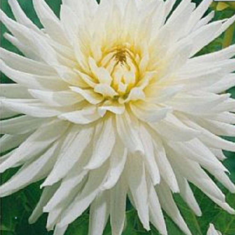 Dahlia My Love