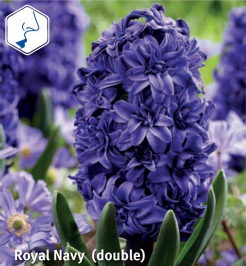 Hyacinthus Royal Navy