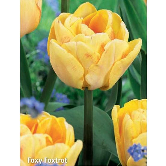 Tulipa Foxy Foxtrot